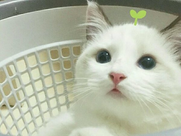 海报+按钮